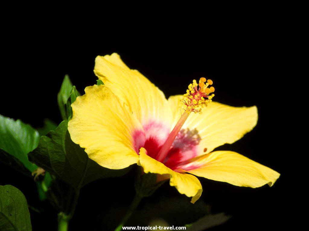 Hibiskus