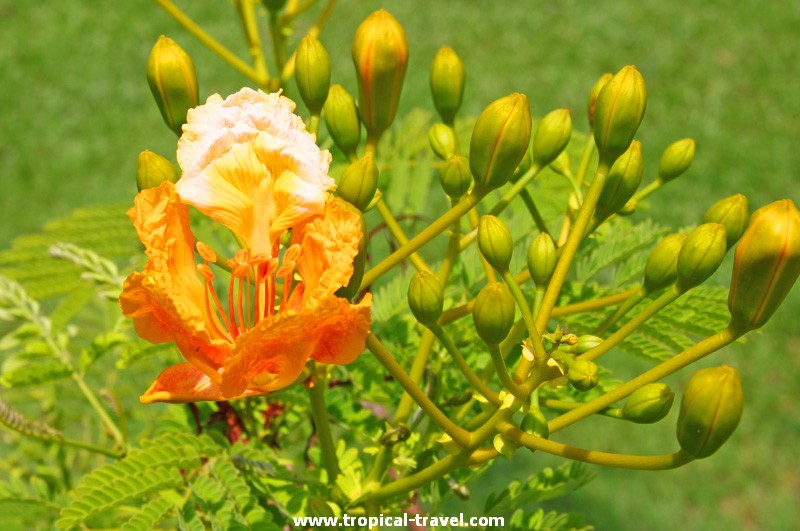 Delonix regia