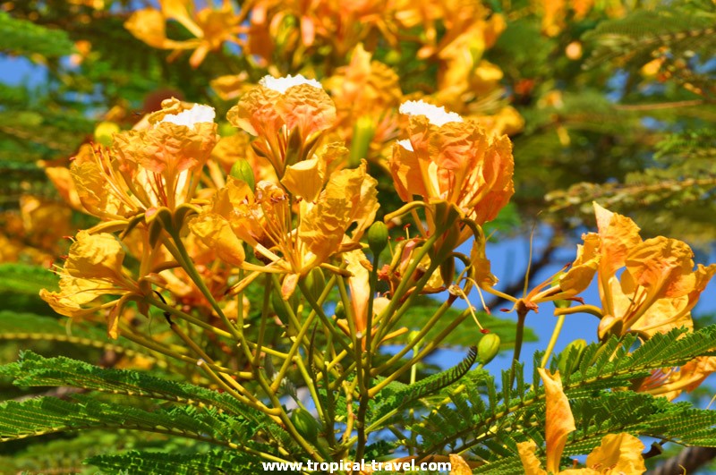 Delonix regia