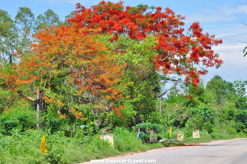 Delonix regia