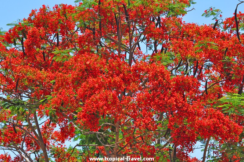 Delonix regia