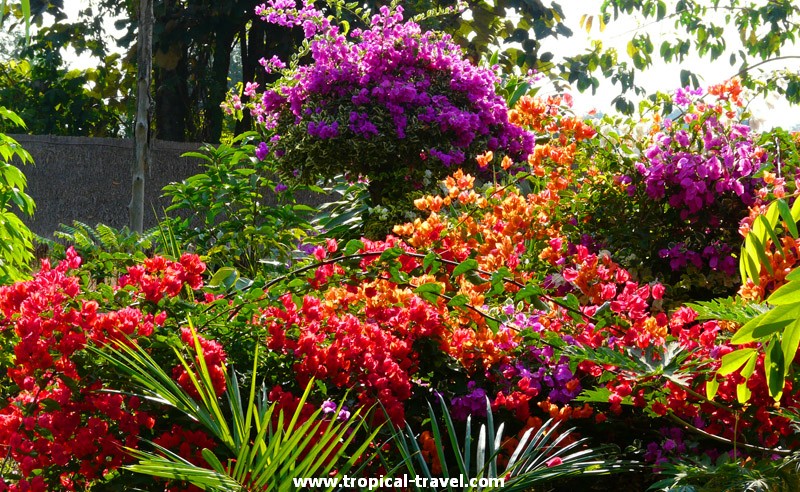 Bougainvillea