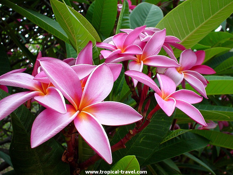 Plumeria