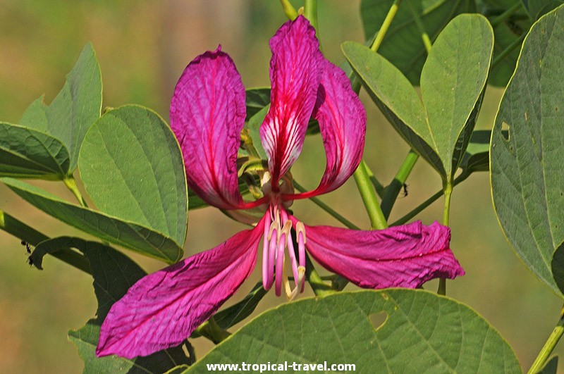 Bauhinia