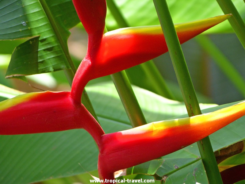 Heliconia