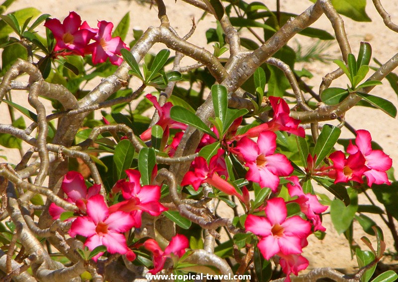 Adenium