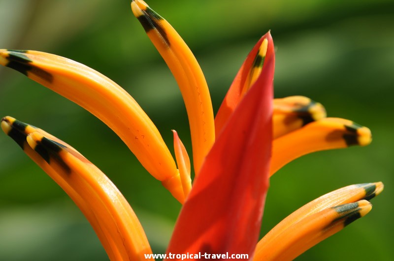 Heliconia