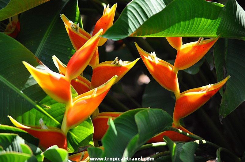 Heliconia