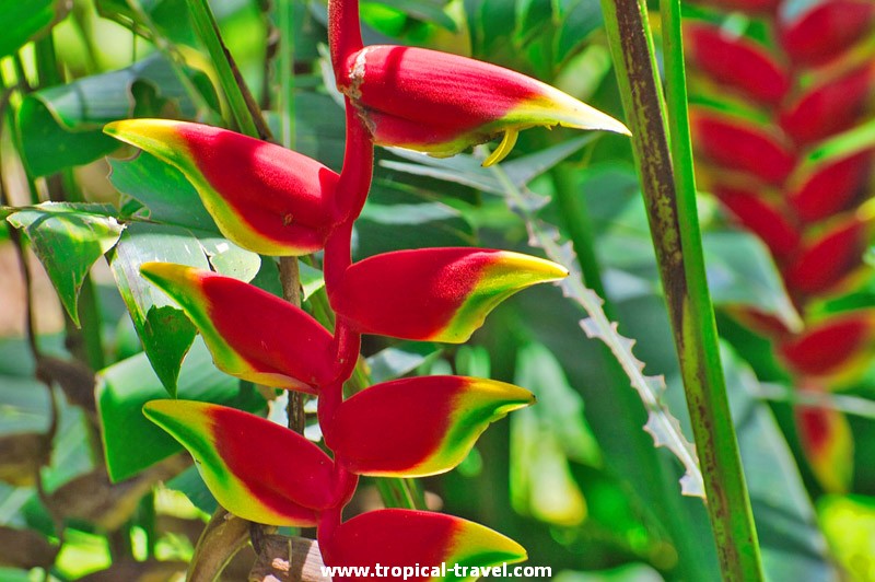 Heliconia