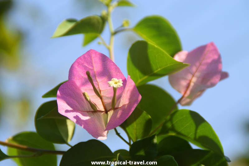 Bougainvillea