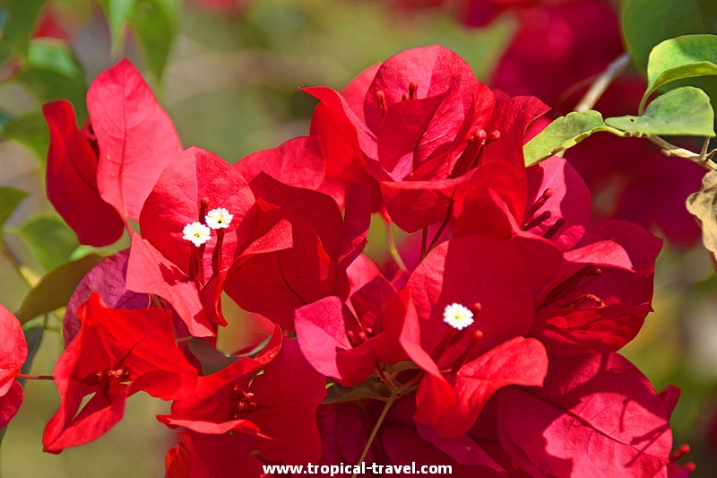 Bougainvillea