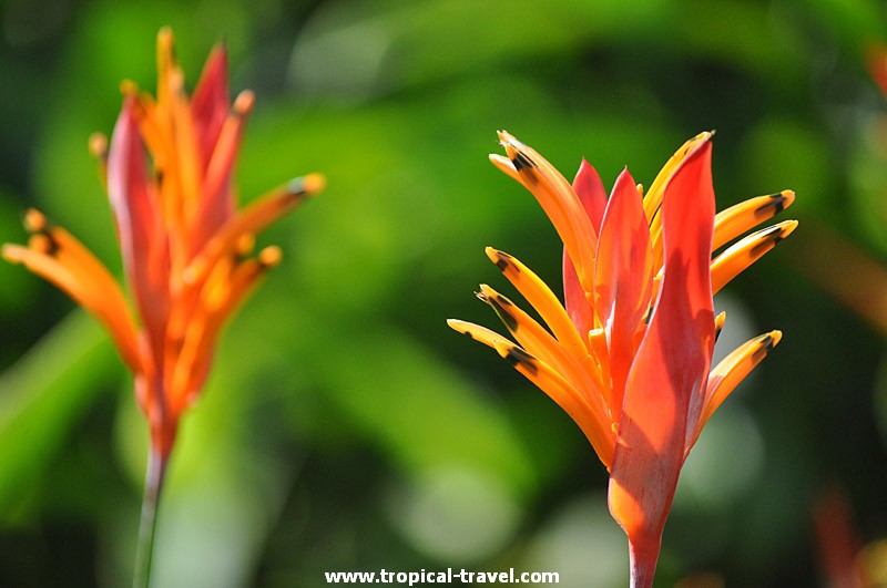 Heliconia