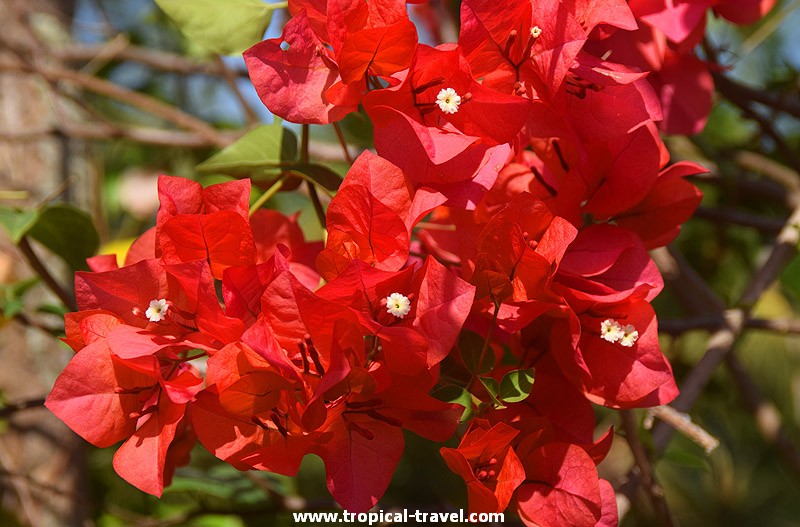 Bougainvillea