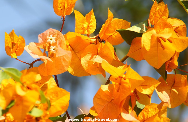 Bougainvillea