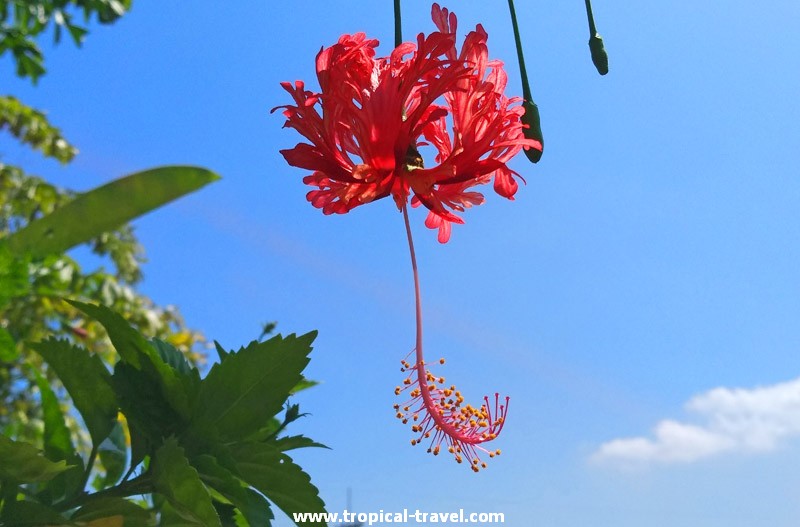 Hibiskus