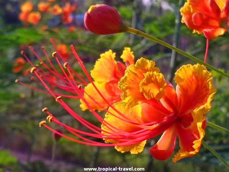 Caesalpinia pulcherrima