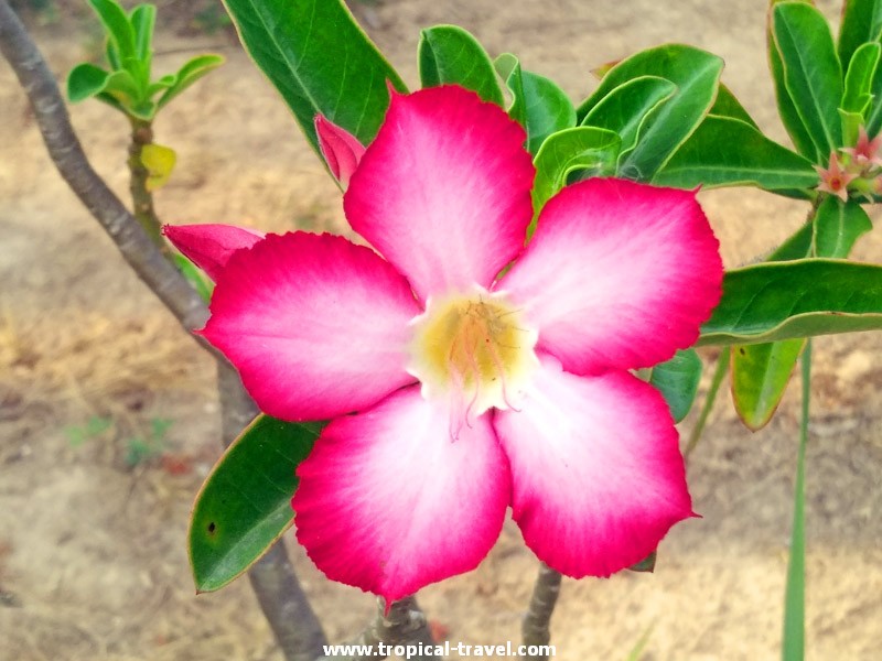 Adenium