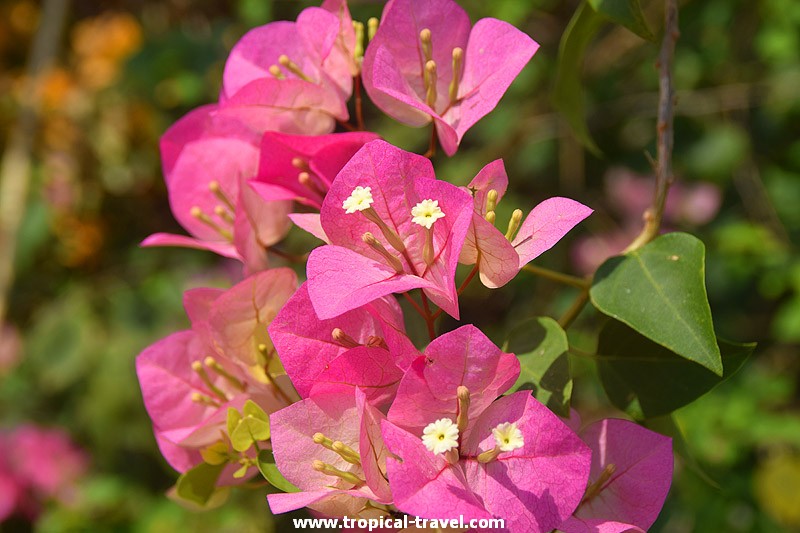 Bougainvillea