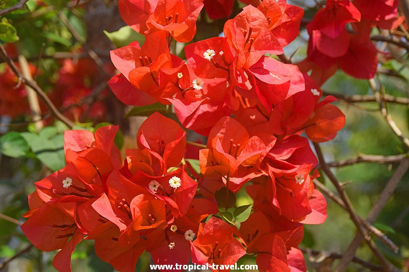 Bougainvillea