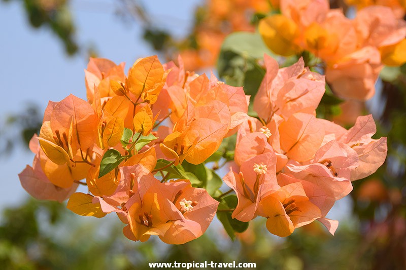 Bougainvillea