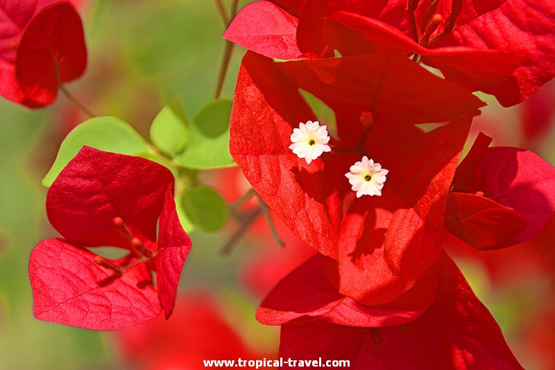 Bougainvillea