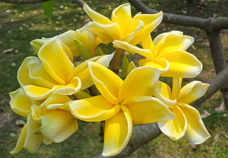 Plumeria