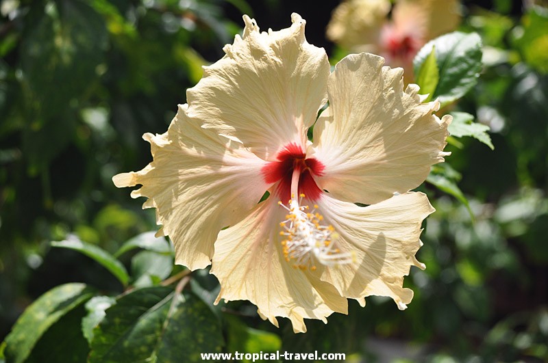 Hibiskus