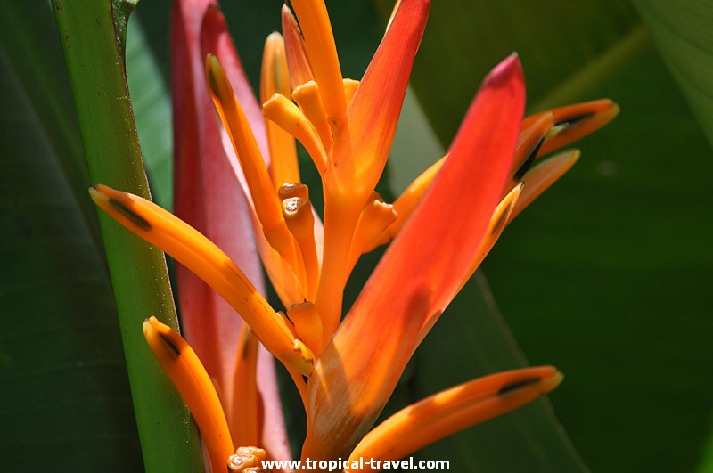 Heliconia