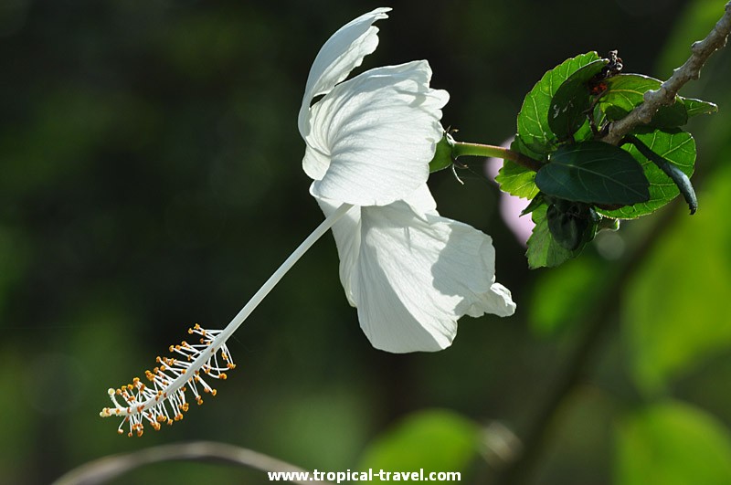 Hibiskus