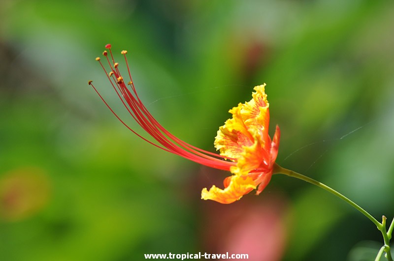 Caesalpinia pulcherrima