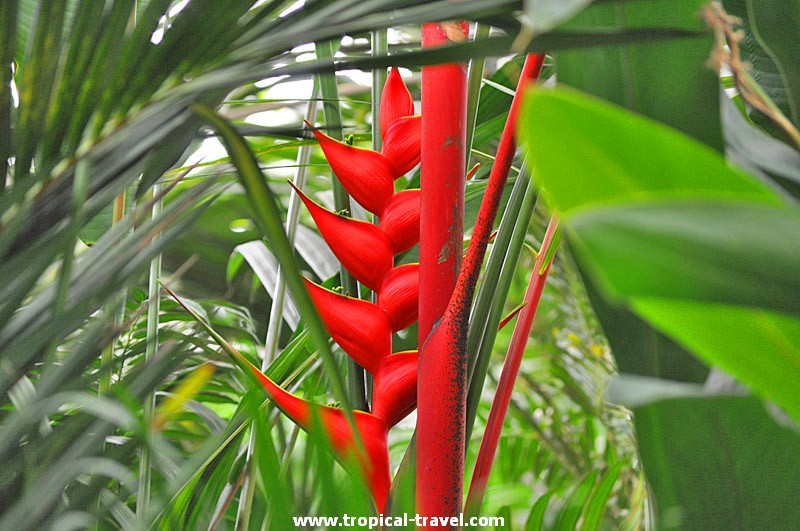 Heliconia