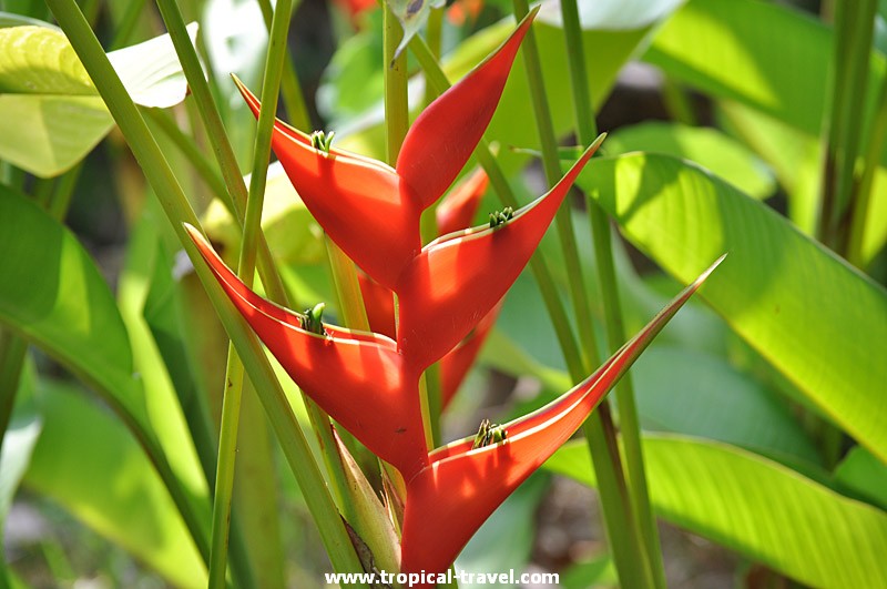 Heliconia