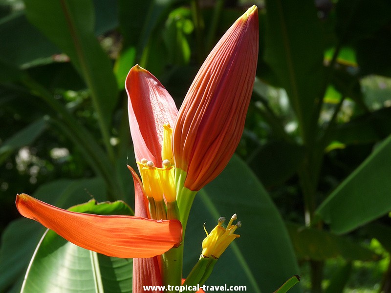 Heliconia