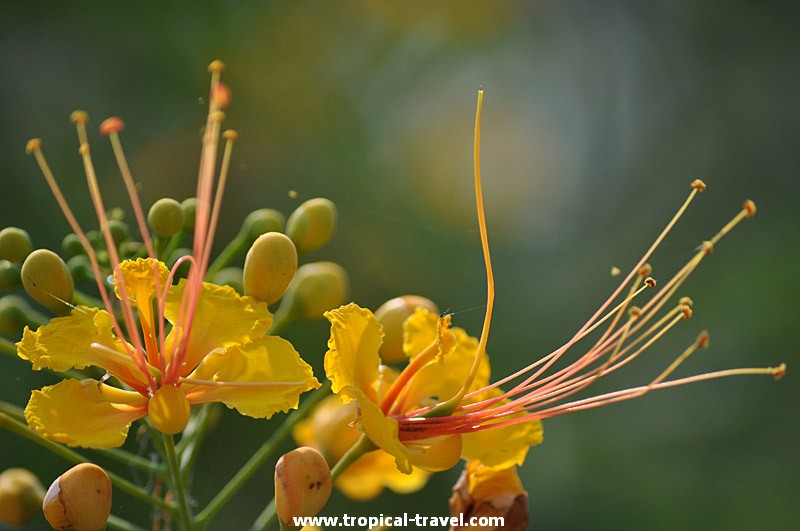 Caesalpinia pulcherrima