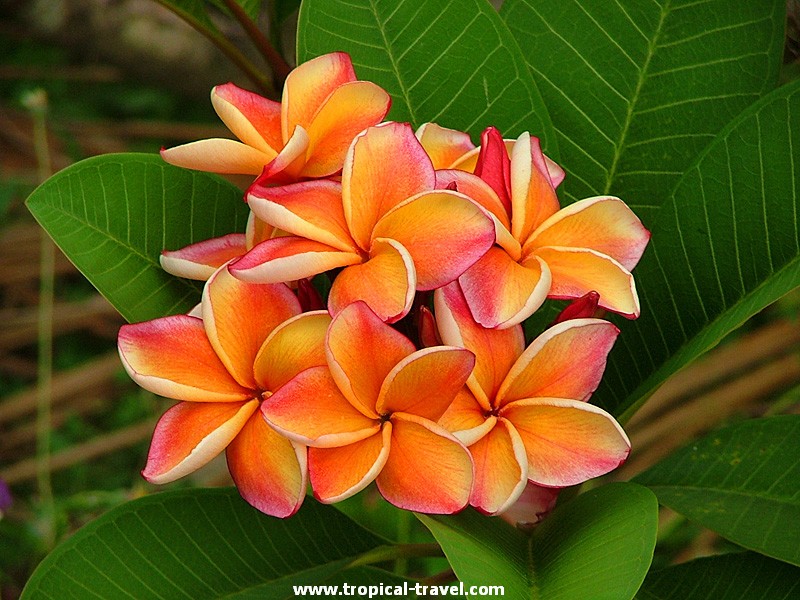 Plumeria