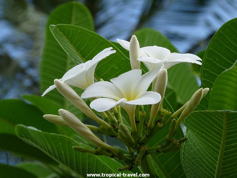 Plumeria