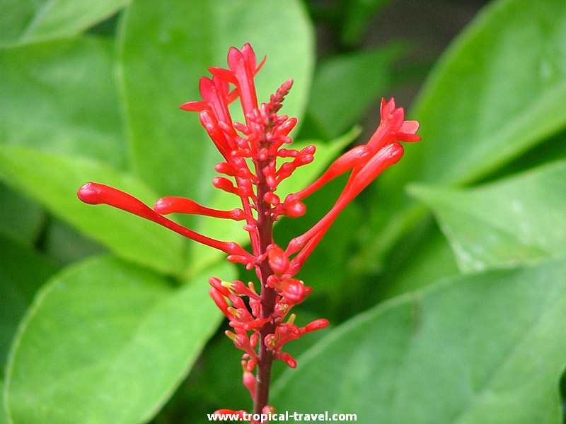 Alpinia