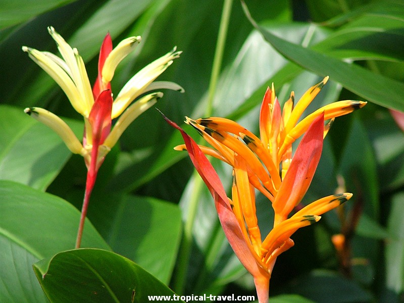 Heliconia