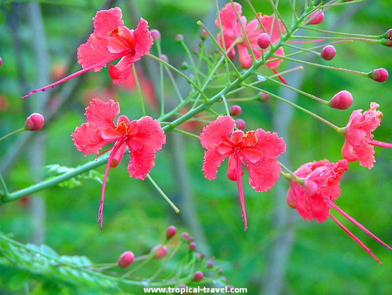 Caesalpinia pulcherrima