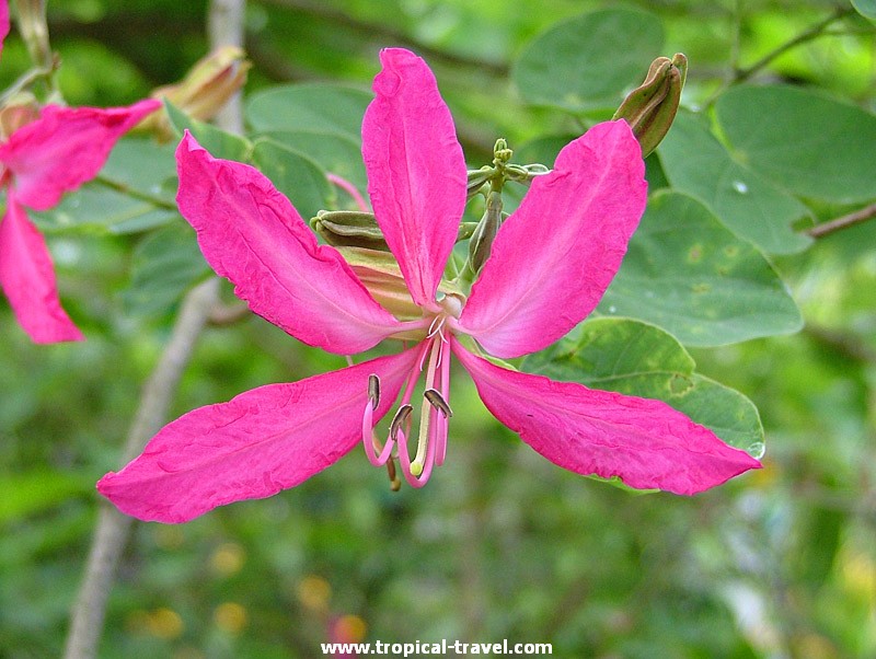 Bauhinia