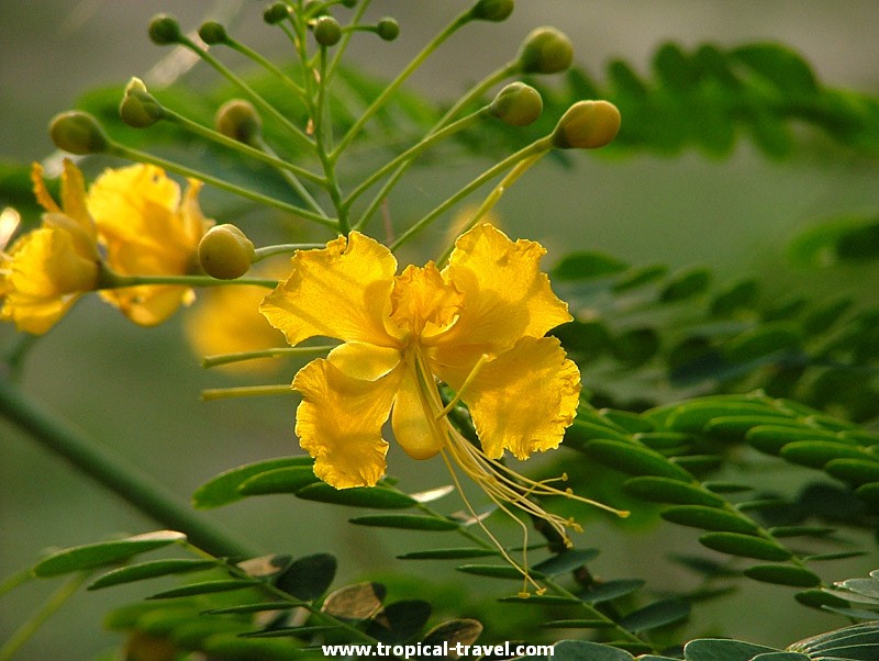 Caesalpinia pulcherrima