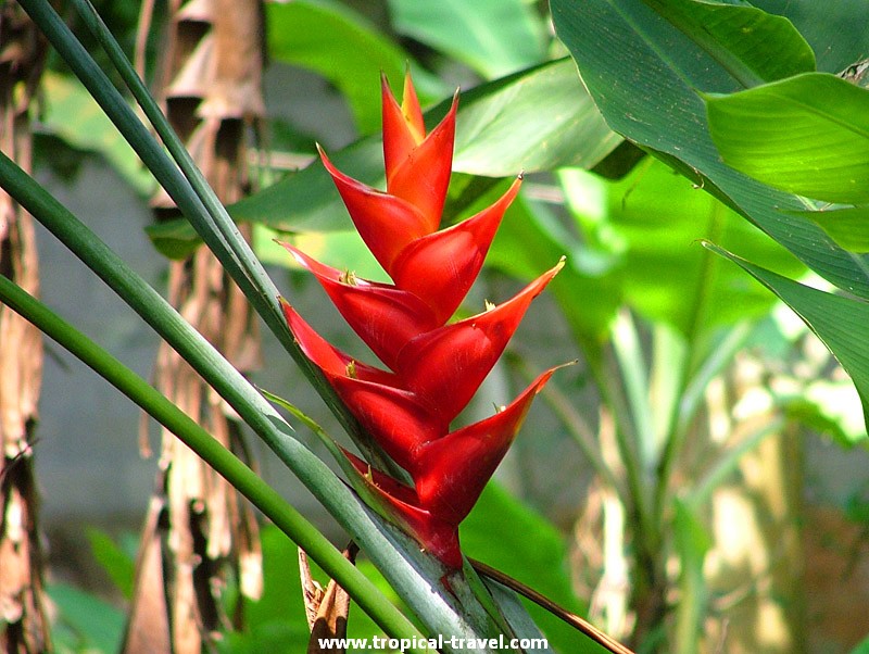 Heliconia