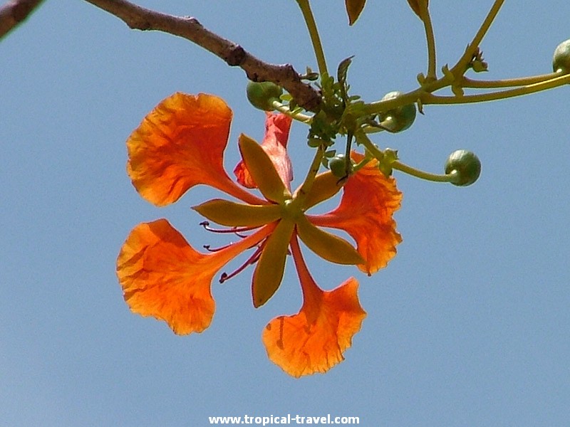 Delonix regia