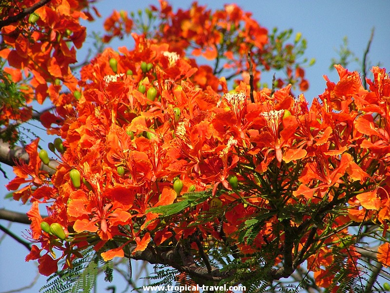 Delonix regia