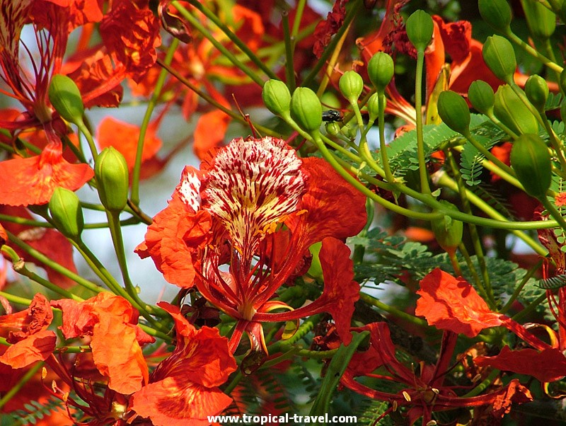 Delonix regia