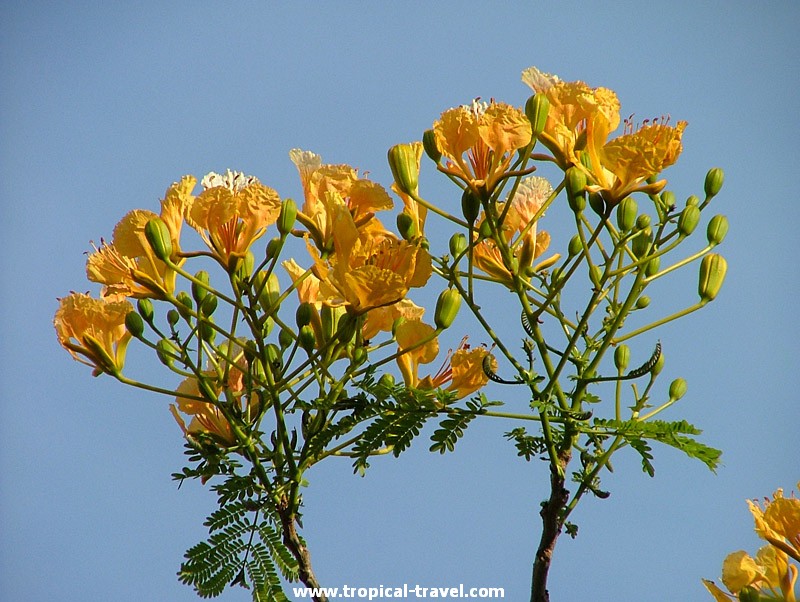 Delonix regia