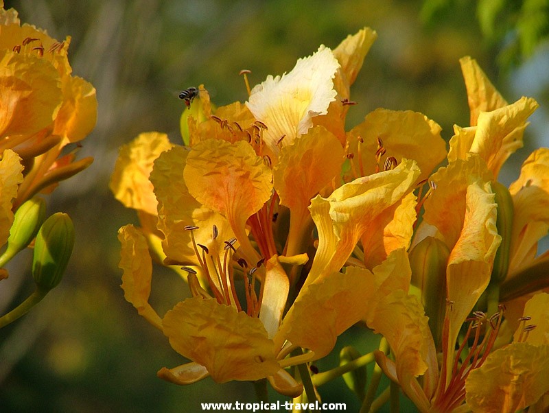 Delonix regia