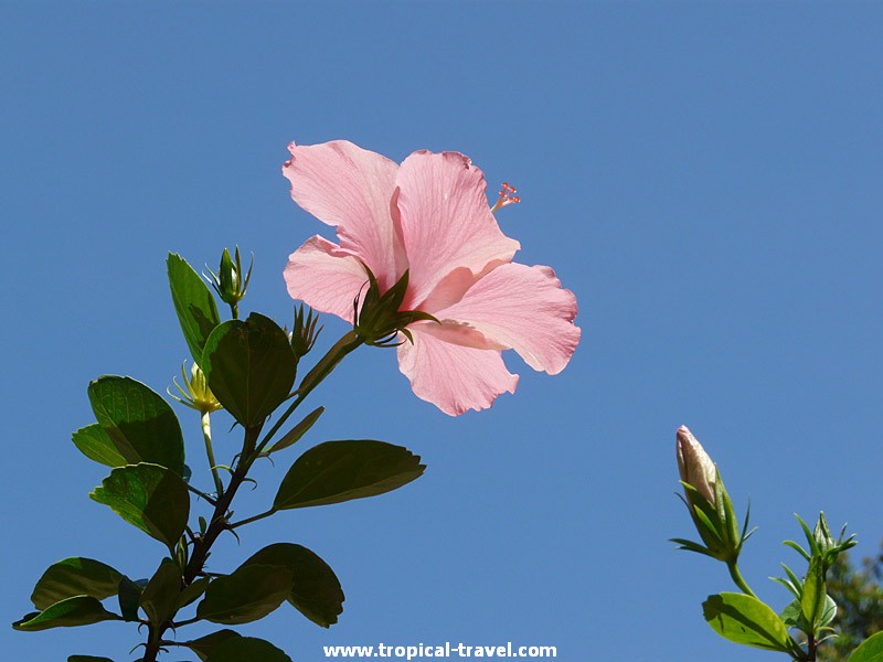 Hibiskus