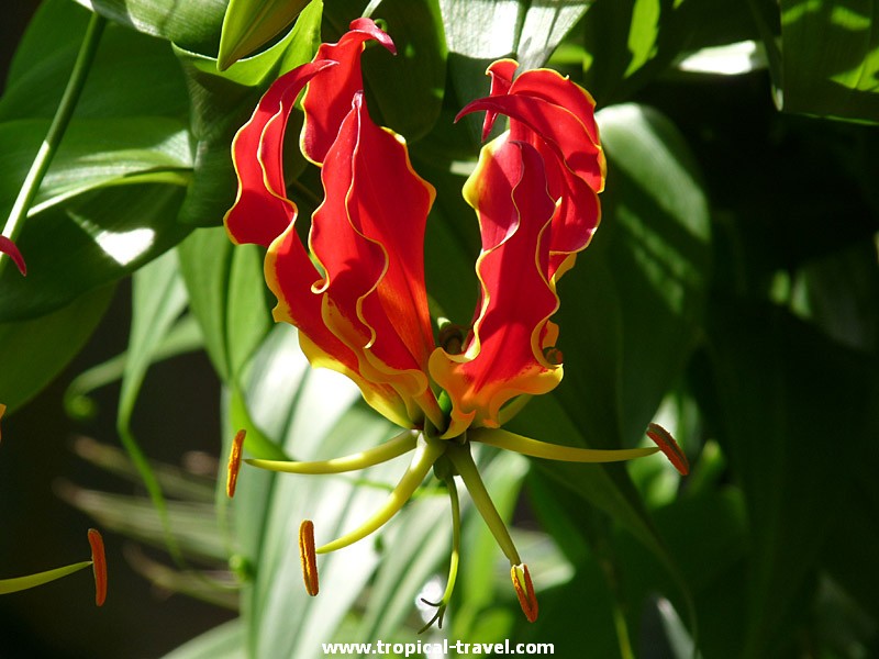 Gloriosa