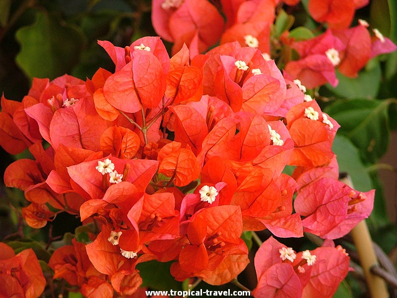 Bougainvillea